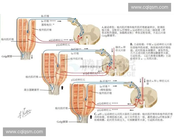 以肌肉协调为核心探讨运动表现提升及训练方法的创新路径 以肌肉协调为核心探讨运动表现提升及训练方法的创新路径